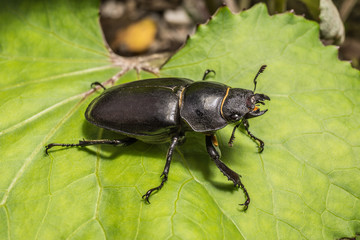 Hirschkäfer Weibchen