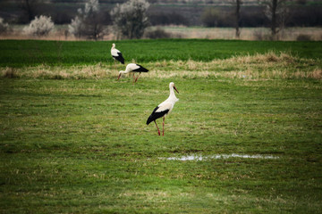 Storks on green field