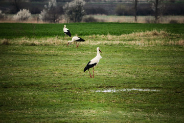 Obraz na płótnie Canvas Storks on green field