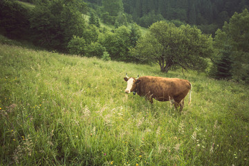 Fototapeta premium Green meadow in mountains and cows, summer landscape.