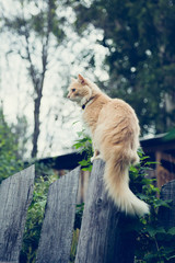 The red cat on the fence.