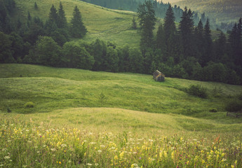 Green meadow in mountains and cows, summer landscape.