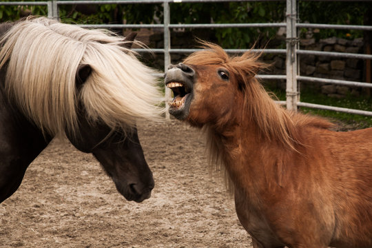 Islandpferd und Shetlandpony