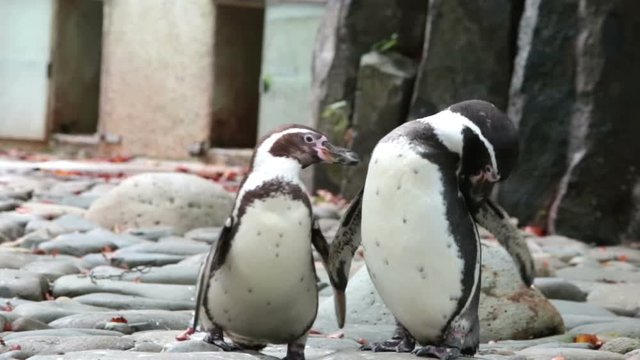 The penguin cleans feathers