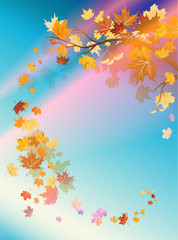 Fototapeta na wymiar Autumn leaves and beautiful sky