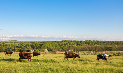 Livestock grazing during sunset in an idyllic valley, sweden