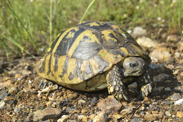 Hermann's tortoise, Testudo hermanni
