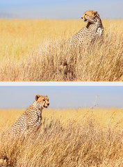 Cheetah in the Serengeti National Park. Tanzania.