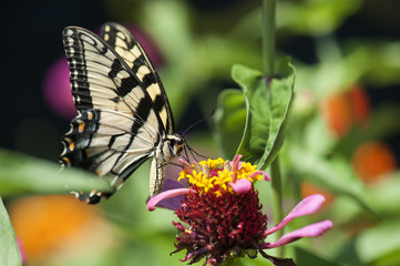 Very Pretty yellow and black butterfly on a Zinnia flower
