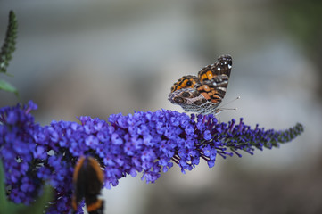 Fototapeta premium Butterfly on a Butterfly bush flower 