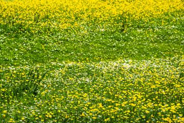 Obraz premium Summer meadow with yellow and white wildflowers