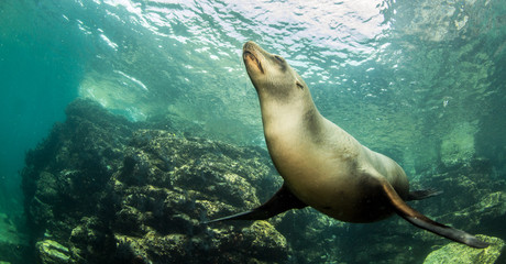 Fototapeta premium Sea Lion