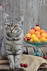 Gray Cat and Apricots on the wooden background