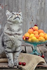 Gray Cat and Apricots on the wooden background