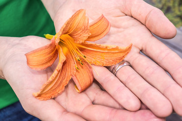 Lilie in den Händen einer Frau