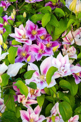 Naklejka premium Colorful clematis.