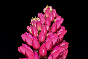 Pretty Pink Lupin flowers on black background