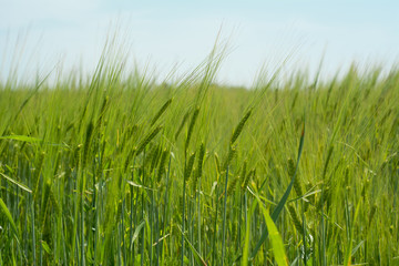 Green wheat spica on field