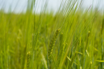Green wheat field