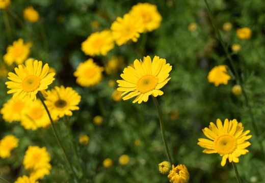 F&auml;rberkamille (Anthemis tinctoria)