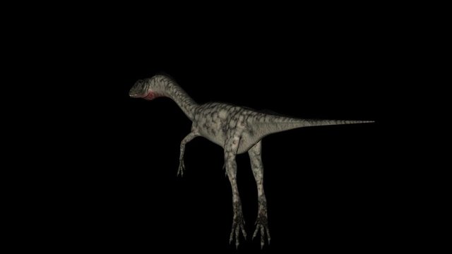 Animation of dinosaur Coelophysis gyrating 360 degree on black background