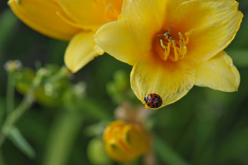 Lady bug on a Yellow and Orange Day Lily