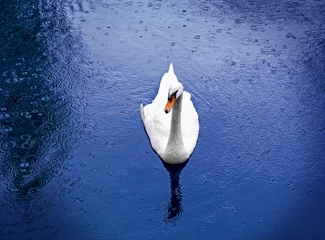 Foto auf Acrylglas Schwan Beautiful white swan swims in blue water