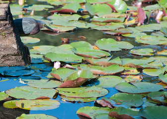 Little Green Heron