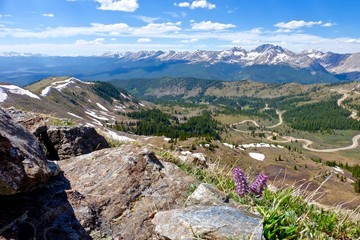 Purple wild flowers in mountains with panoramic view. Cottonwood Pass near Buena Vista and Denver, Rocky Mountains, Colorado, USA. 