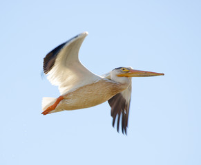 American White Pelican - Pelecanus erythrorhynchos, flies in blue skies