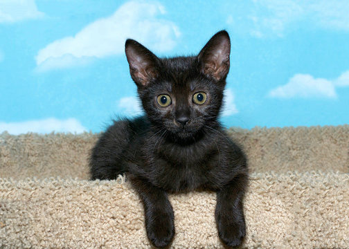 black tabby kitten laying forward with paws hanging over front of carpet tower looking forward, blue background with white clouds.