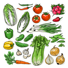 Doodle vegetables set with cabbage, carrot, cucumber, radish, tomato, graphic, onion