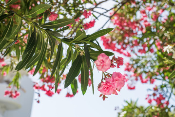 Nerium oleander flowers outside with sky in the background - obrazy, fototapety, plakaty