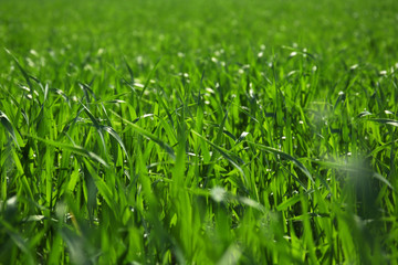 Green grass background
