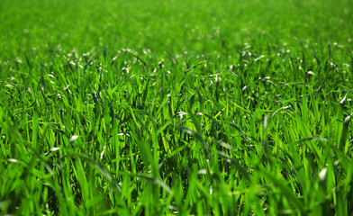 Green grass background