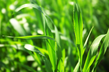 Green grass background