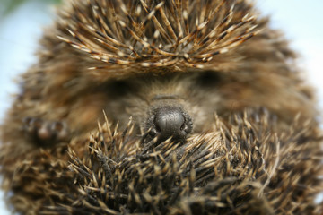 Cute little hedgehog, closeup