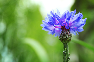 Blooming flower on blurred natural background