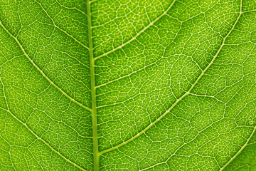 Green leaf background