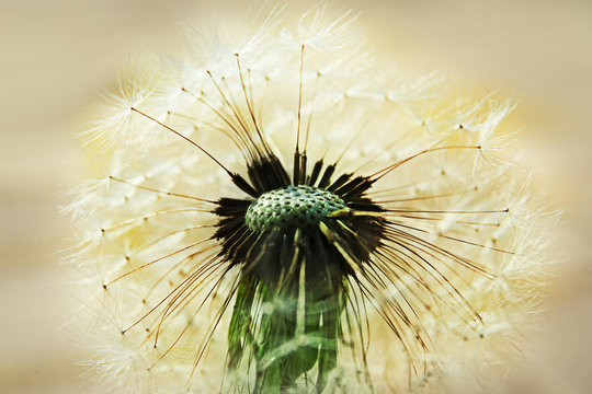 Single dandelion on natural background
