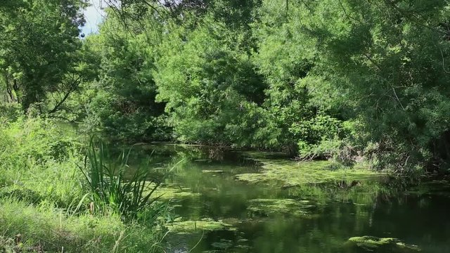 paysage sur les rives d'une rivi&egrave;re verte 