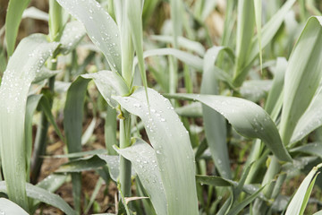 Obraz premium Wet leaves wheat