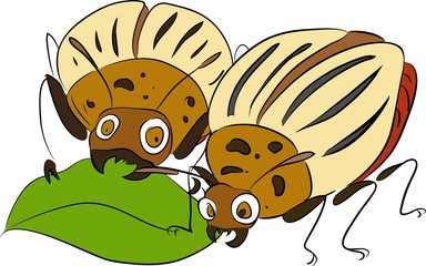 two Colorado potato beetles eat leaf