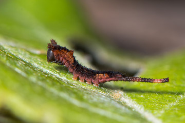 Sallow kitten moth (Furcula furcula) early instar caterpillar. Young larva of moth in the family Notodontidae, on Salix, the foodplant