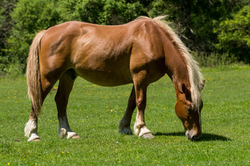 Naklejka na ściany i meble Horse graze in the meadow