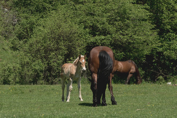 Fototapeta premium Mare and cute foal in summer pasture