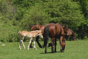 Obraz na płótnie Canvas Mare and cute foal in summer pasture