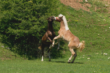 Playful horses on field in summer
