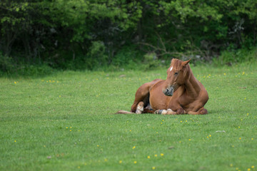 Fototapeta na wymiar Horse resting on field in summer