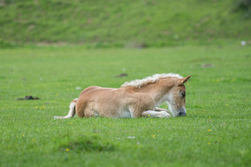Foal resting on field in summer